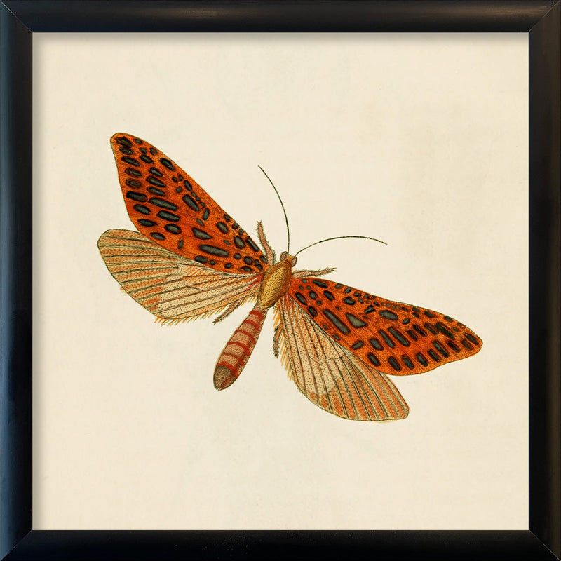 Red Moth. Mini Print