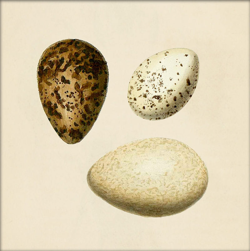 Three Eggs. Mini Print