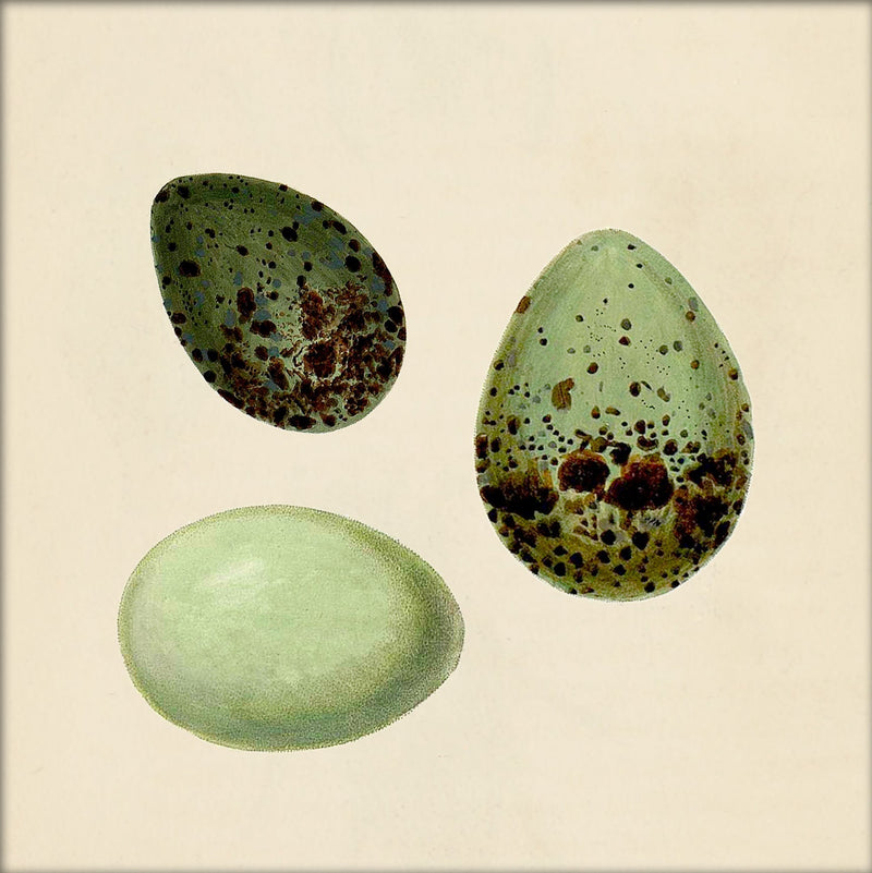 Three Green Eggs. Mini Print