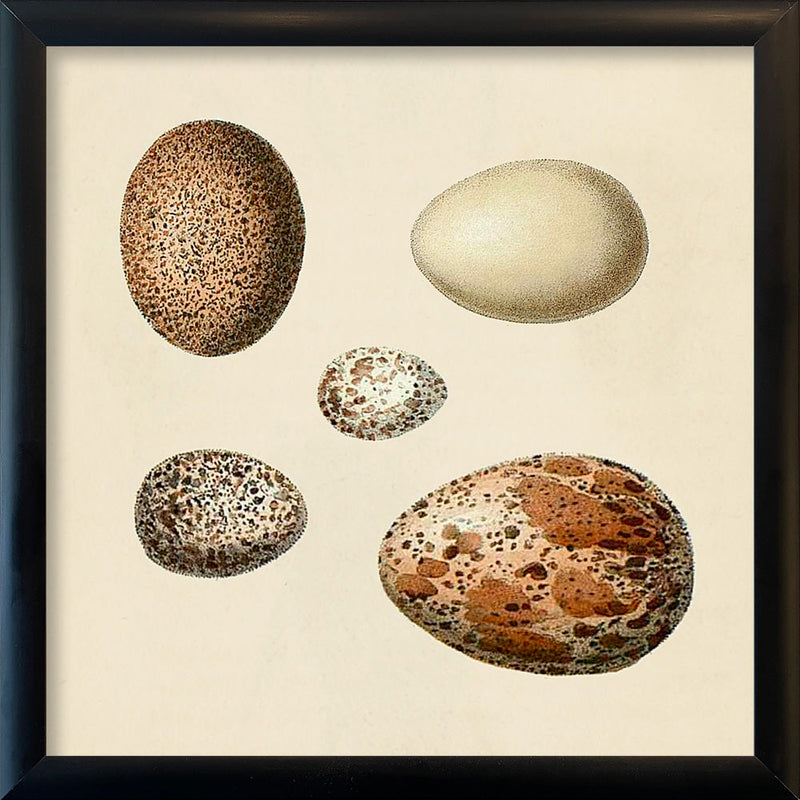 Five Brown and White Eggs. Mini Print