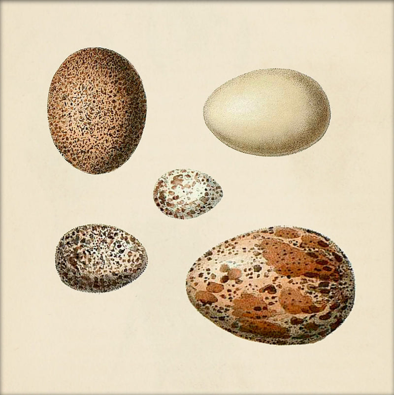Five Brown and White Eggs. Mini Print