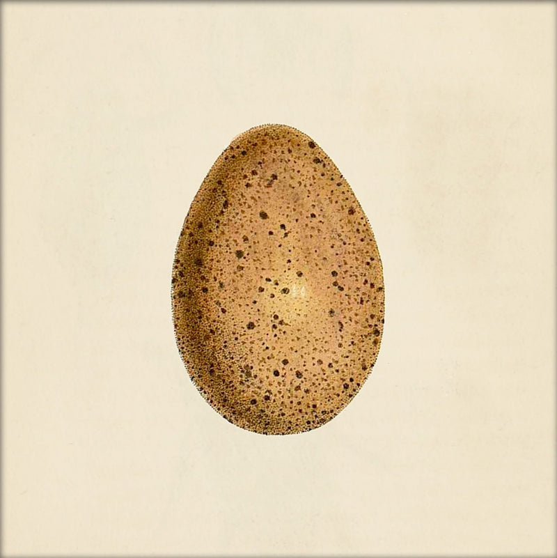 Brown Dotted Egg. Mini Print