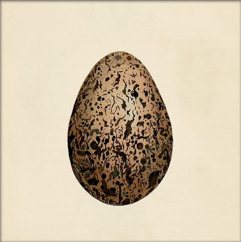 Brown Dotted Egg. Mini Print