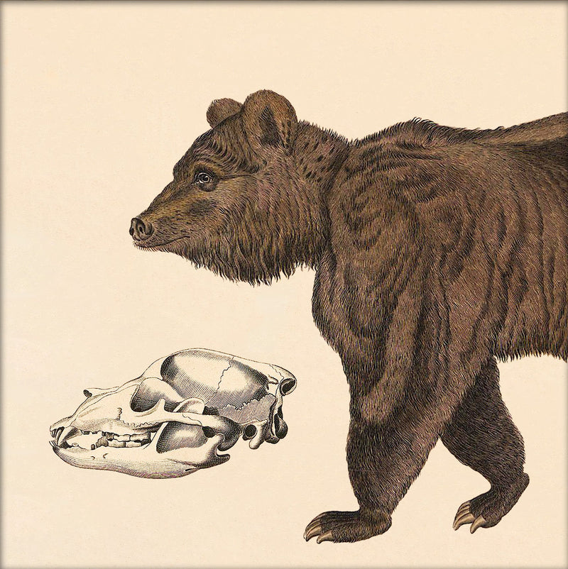 Brown Bear Front. Mini Print