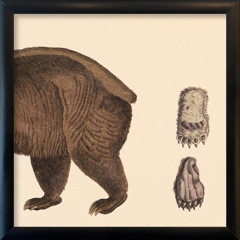 Brown Bear Rear. Mini Print