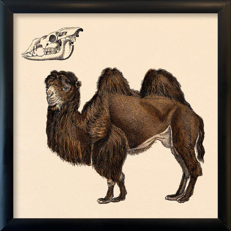 Camel. Mini Print