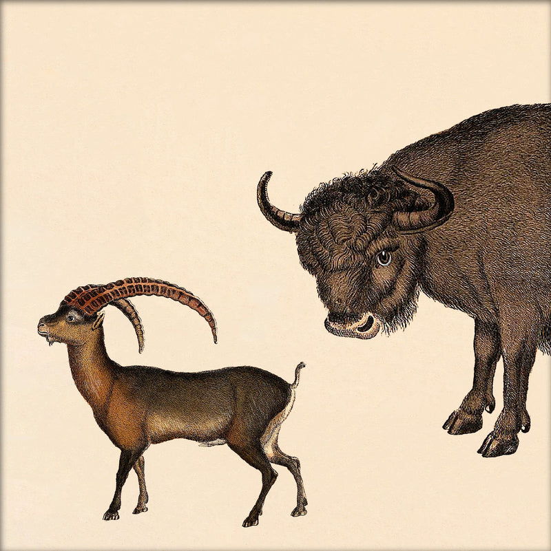 Bison and Mountain Goat. Mini Print