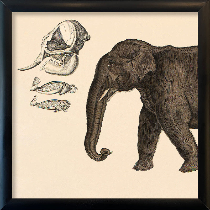 Elephant Front. Mini Print