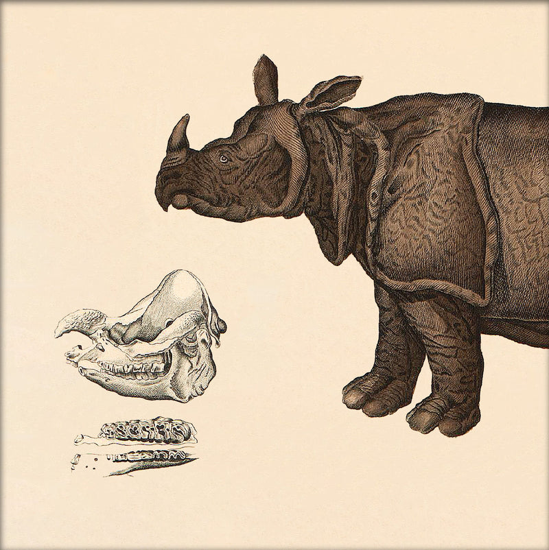 Rhinoceros Front. Mini Print