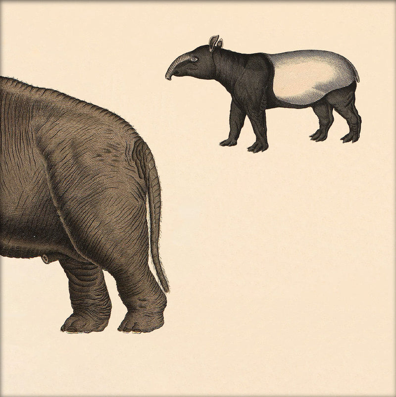 Elephant Rear and Tapir. Mini Print