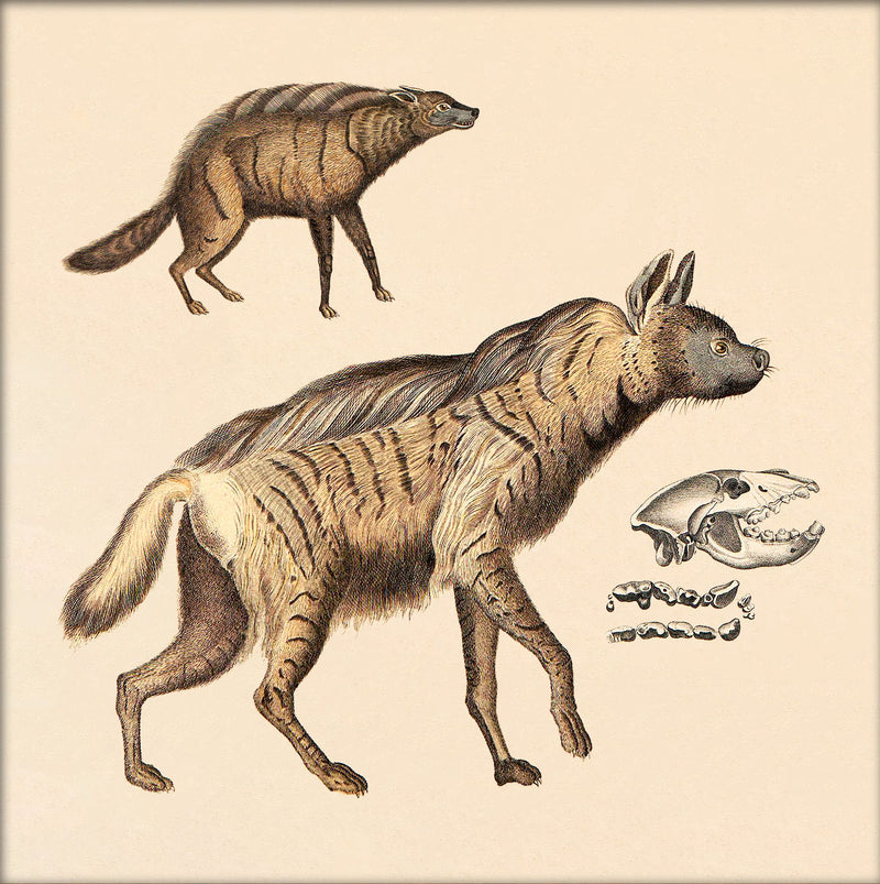 Two Striped Hyenas. Mini Print
