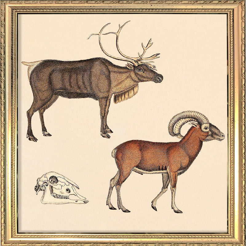 Reindeer and Mountain Ram. Mini Print