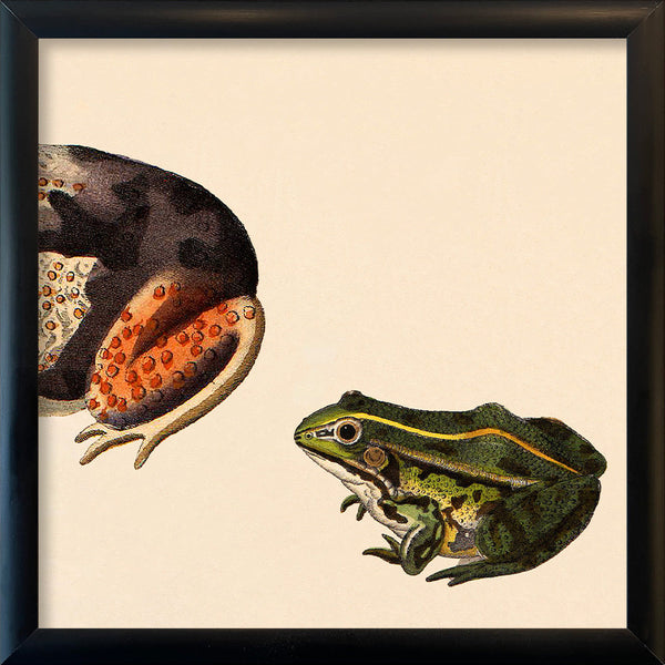 Orange Dotted Frog Rear And Small Green Frog. Mini Print