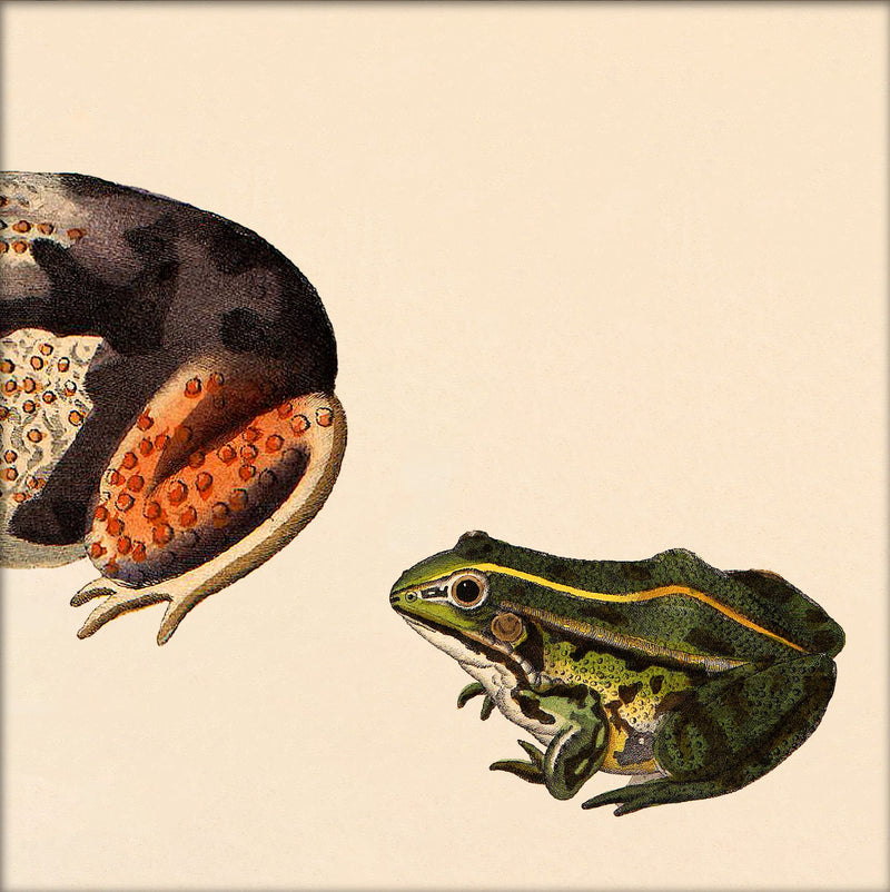 Orange Dotted Frog Rear And Small Green Frog. Mini Print