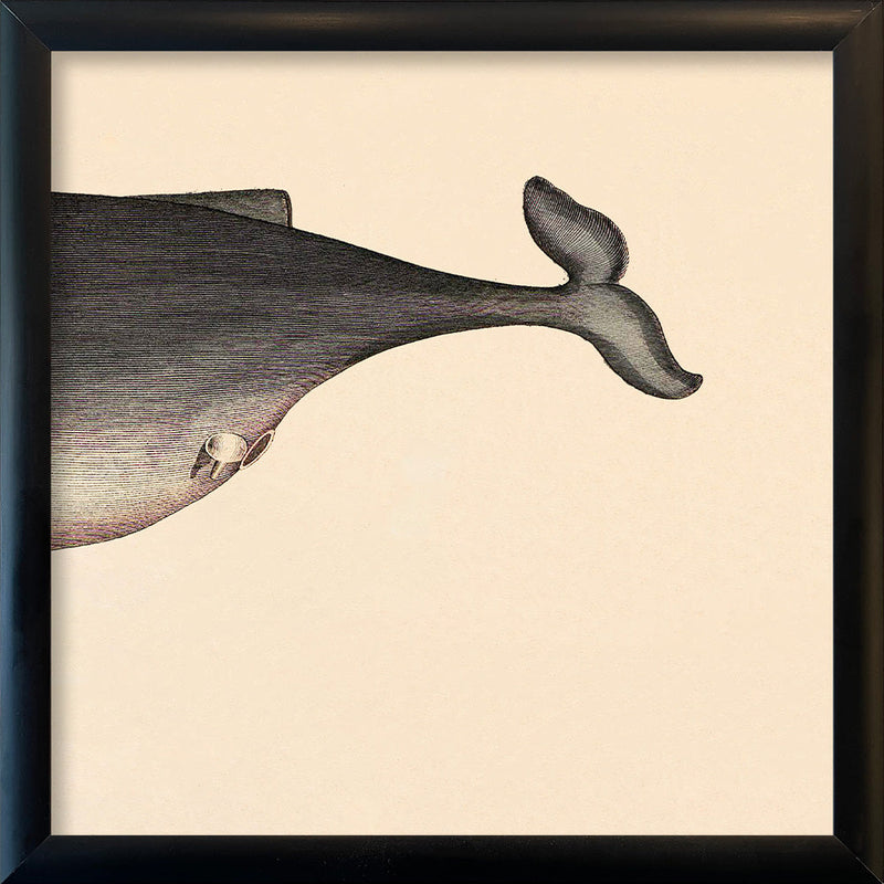 Whale Rear. Mini Print
