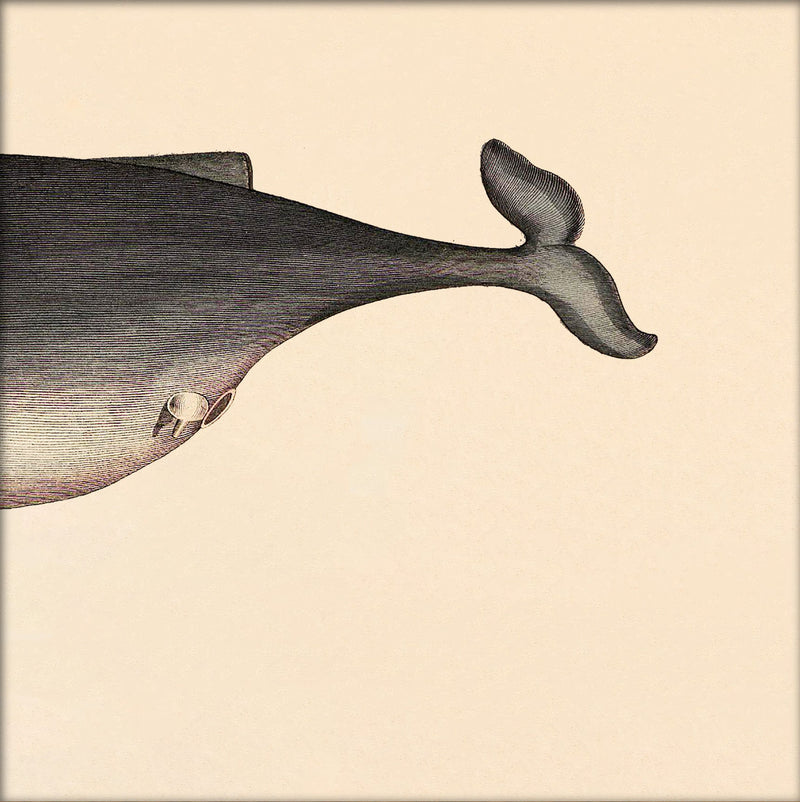 Whale Rear. Mini Print