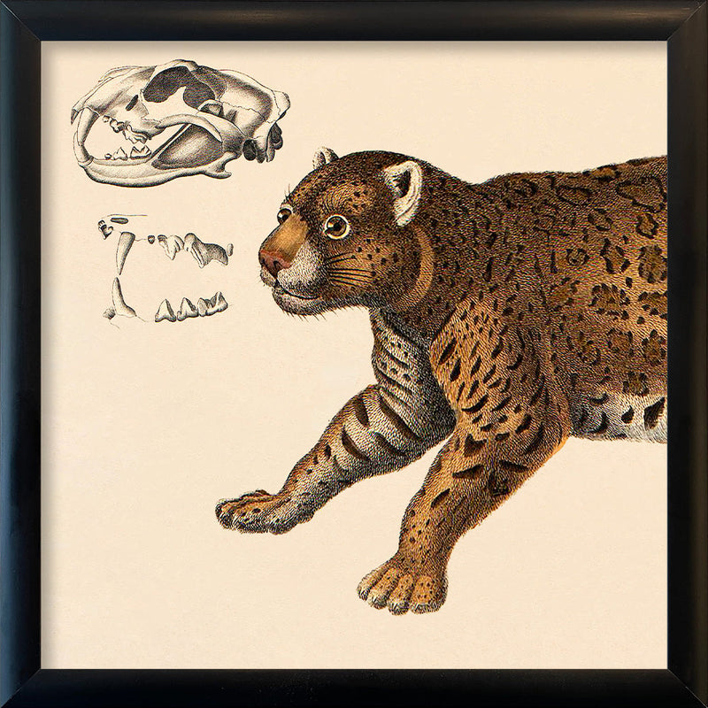 Leopard Front. Mini Print