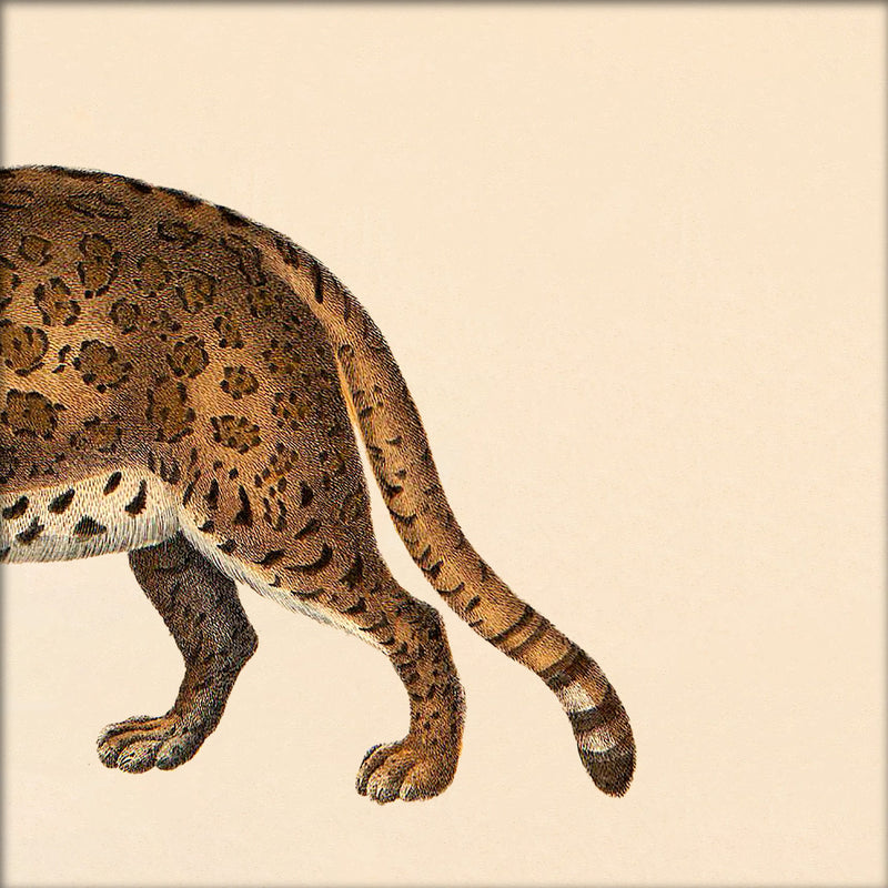 Leopard Rear. Mini Print