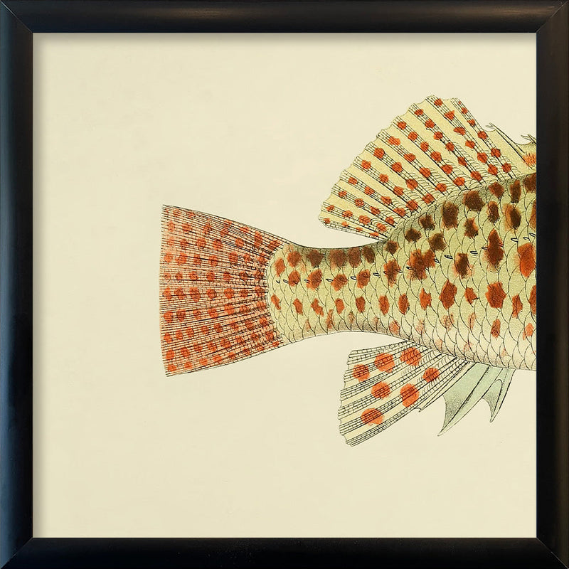 Hawkfish (Cirrhites Maculatus) Tail. Mini Print