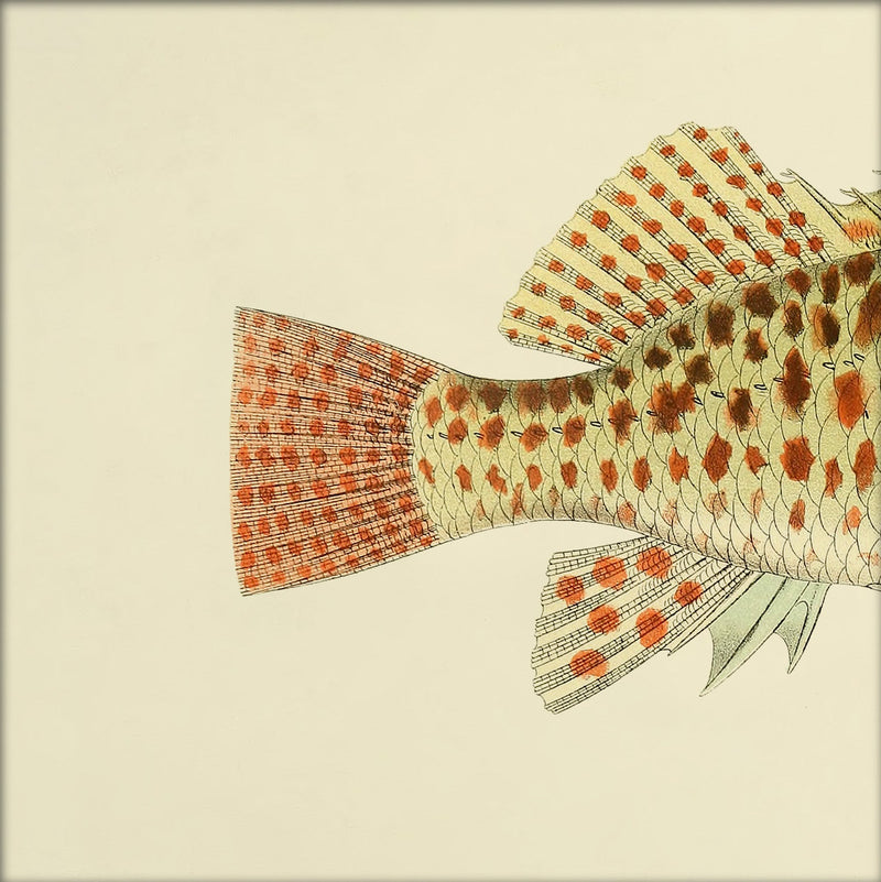 Hawkfish (Cirrhites Maculatus) Tail. Mini Print