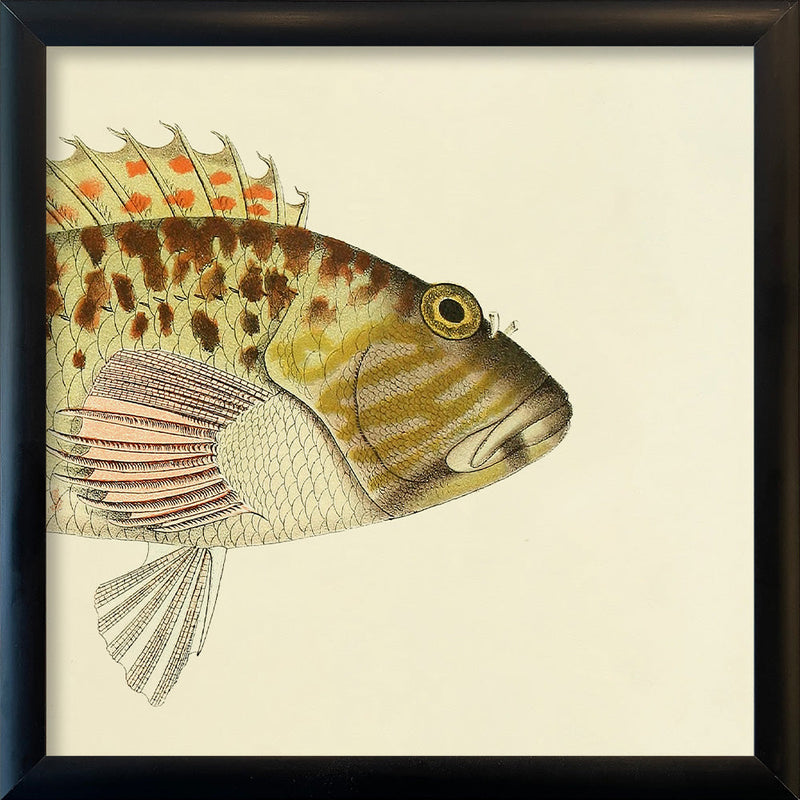 Hawkfish (Cirrhites Maculatus) Head. Mini Print