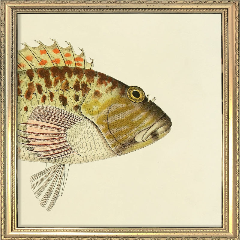 Hawkfish (Cirrhites Maculatus) Head. Mini Print