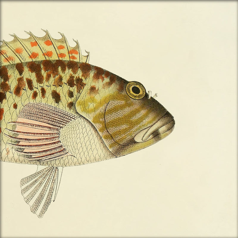 Hawkfish (Cirrhites Maculatus) Head. Mini Print