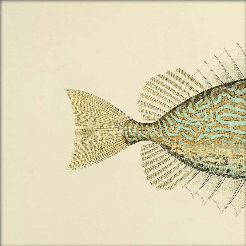 Gold Spot Rabbitfish (Teuthis Striolata) Tail. Mini Print