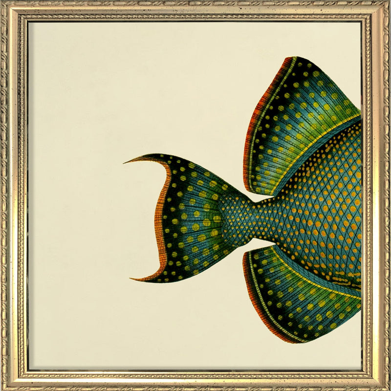 Blue Triggerfish (Balistes Fuscus) Tail. Mini Print