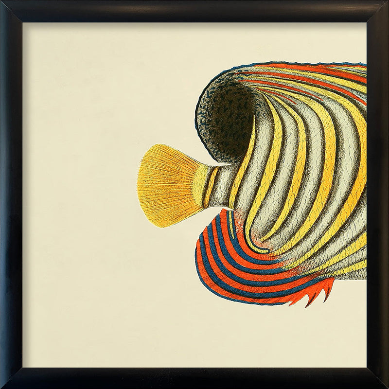 Regal Angelfish (Pygoplites diacanthus) Tail. Mini Print