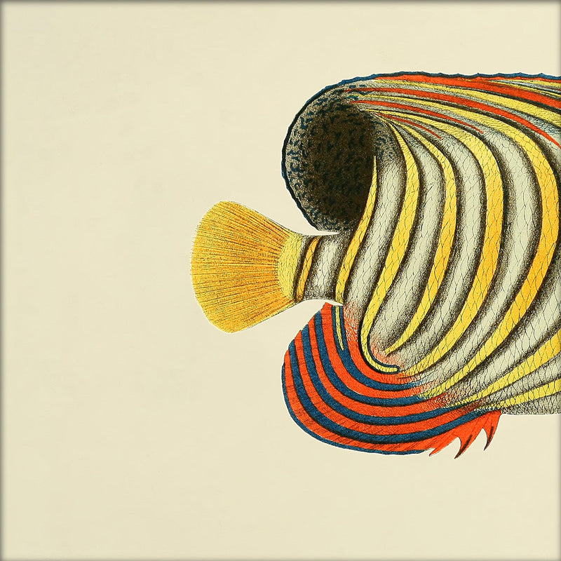 Regal Angelfish (Pygoplites diacanthus) Tail. Mini Print