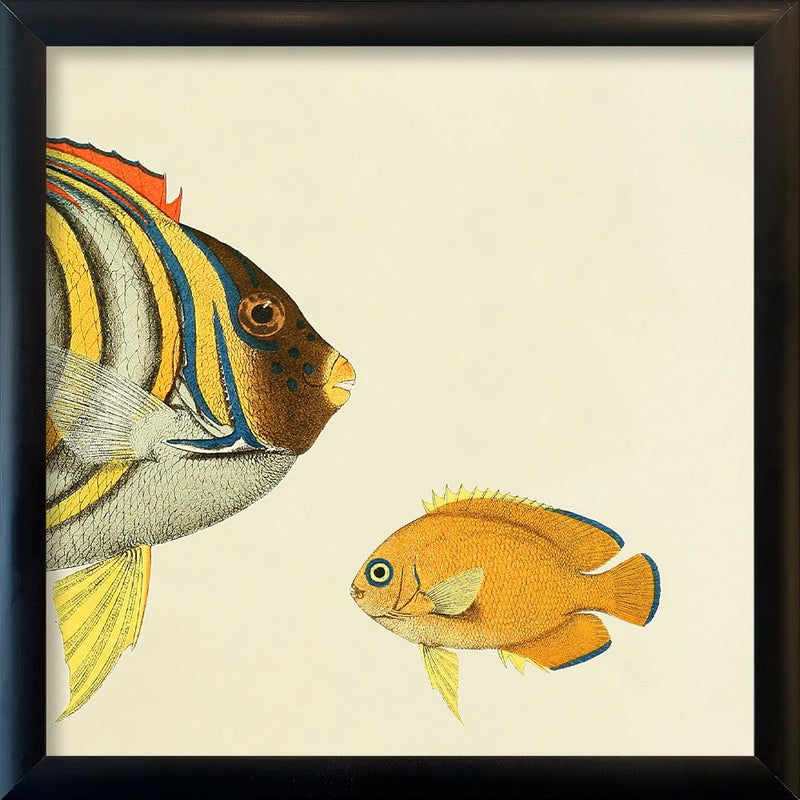 Regal Angelfish (Pygoplites diacanthus) Head. Mini Print