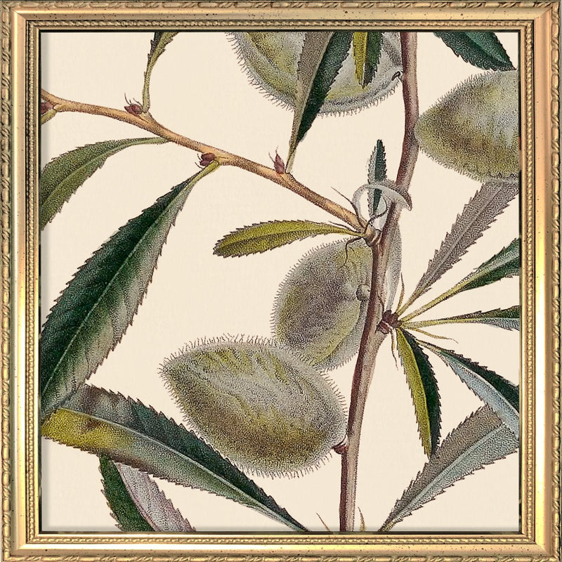 Almond Close Up. Mini Print