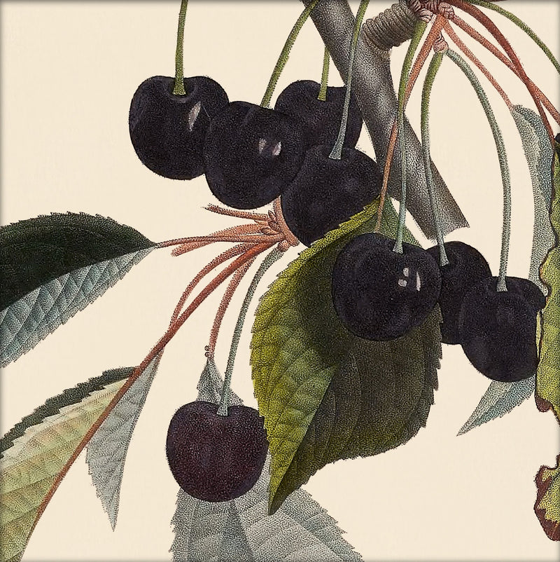 Black Cherries Close Up. Mini Print
