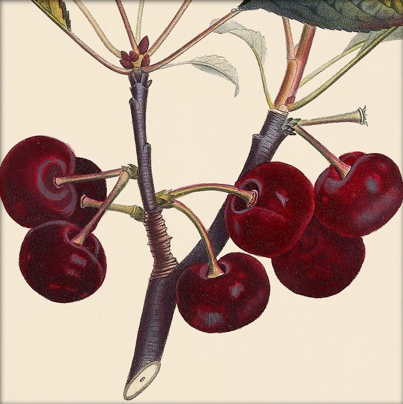 Red Cherries Close Up. Mini Print