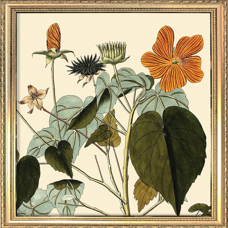 Sida Mauritiana Close Up. Mini Print