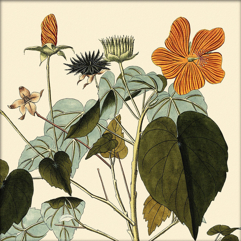 Sida Mauritiana Close Up. Mini Print