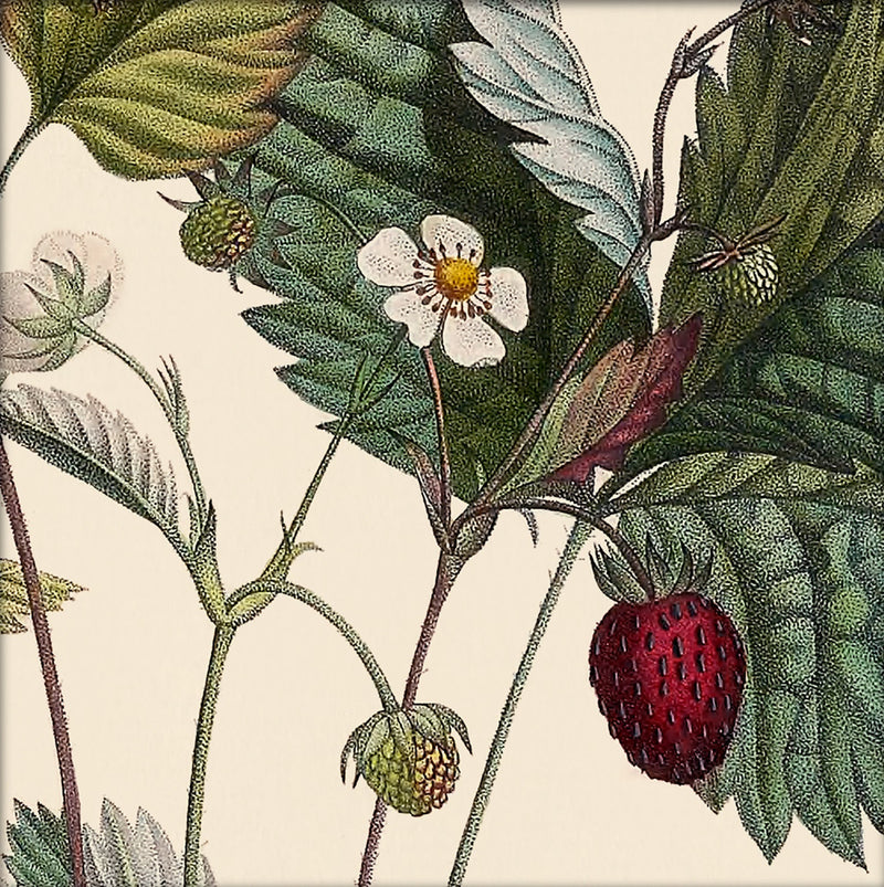 Strawberry Close Up. Mini Print
