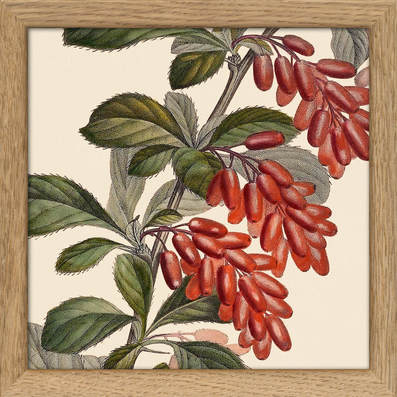 Epine Vinette Close Up. Mini Print