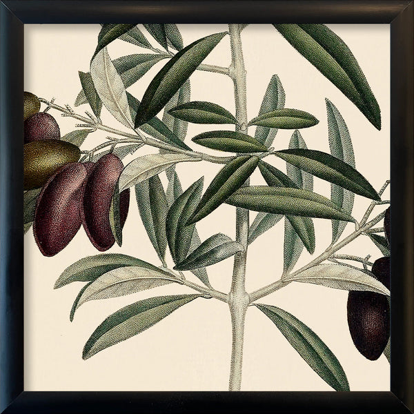 Olive Close Up. Mini Print
