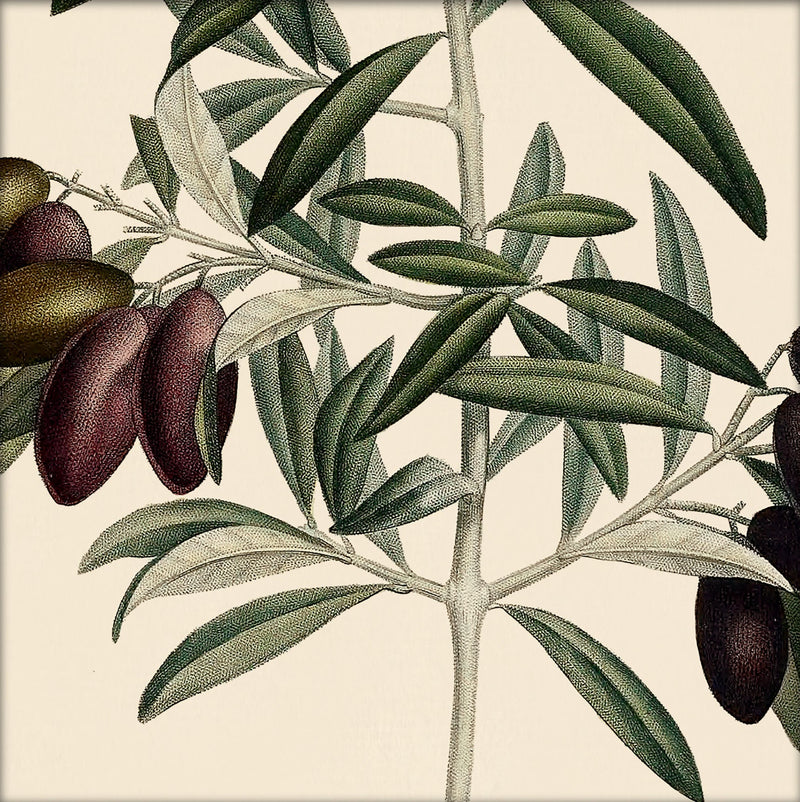 Olive Close Up. Mini Print