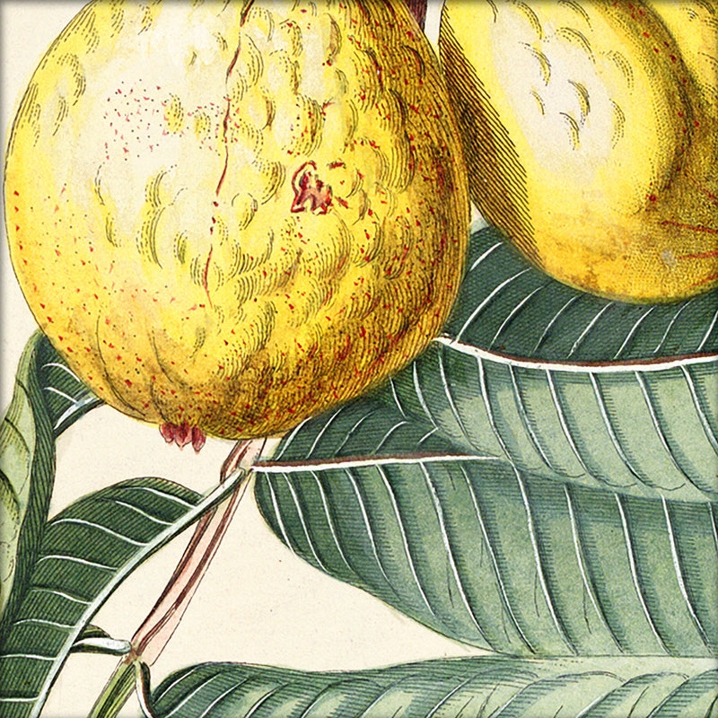 Guava Close Up. Mini Print