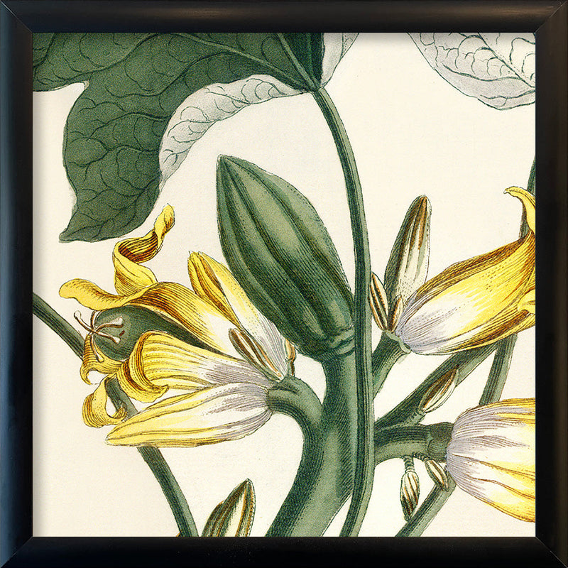 Papaya Close Up. Mini Print