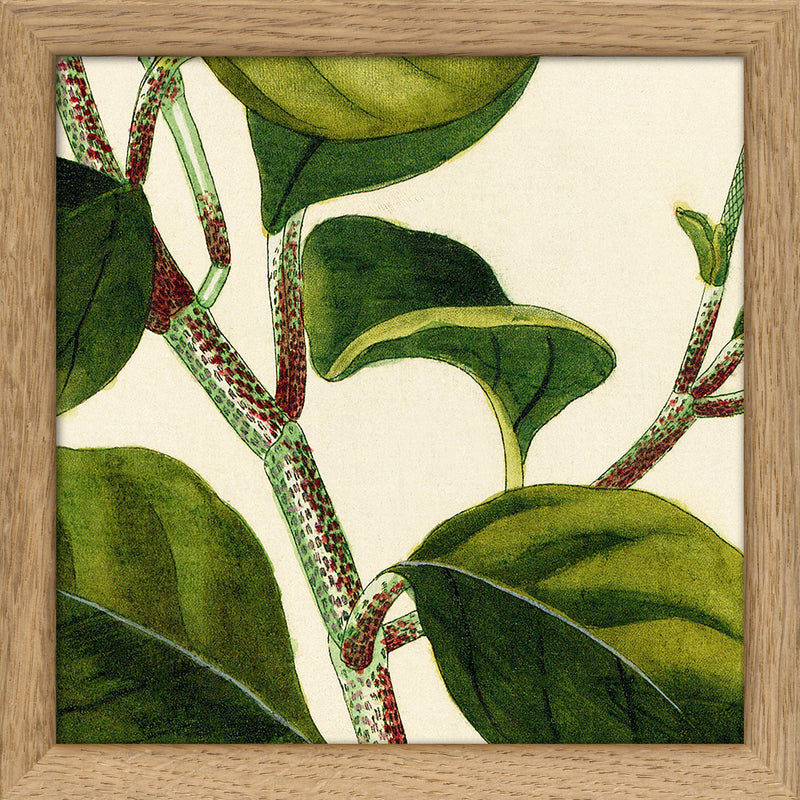 Piper Close Up. Mini Print