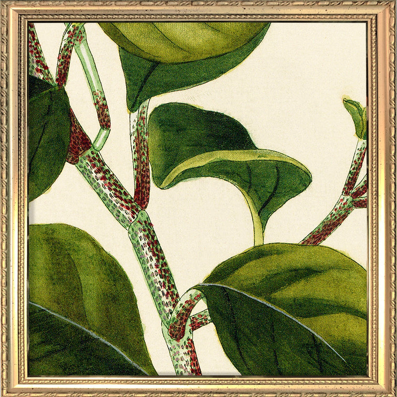 Piper Close Up. Mini Print