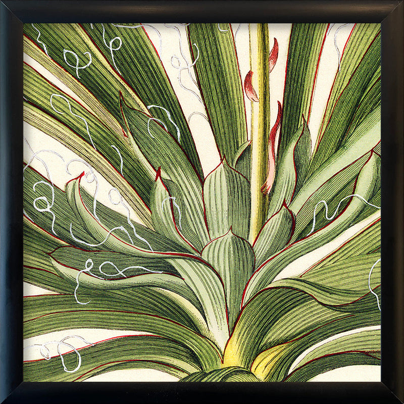 Yucca Close Up. Mini Print