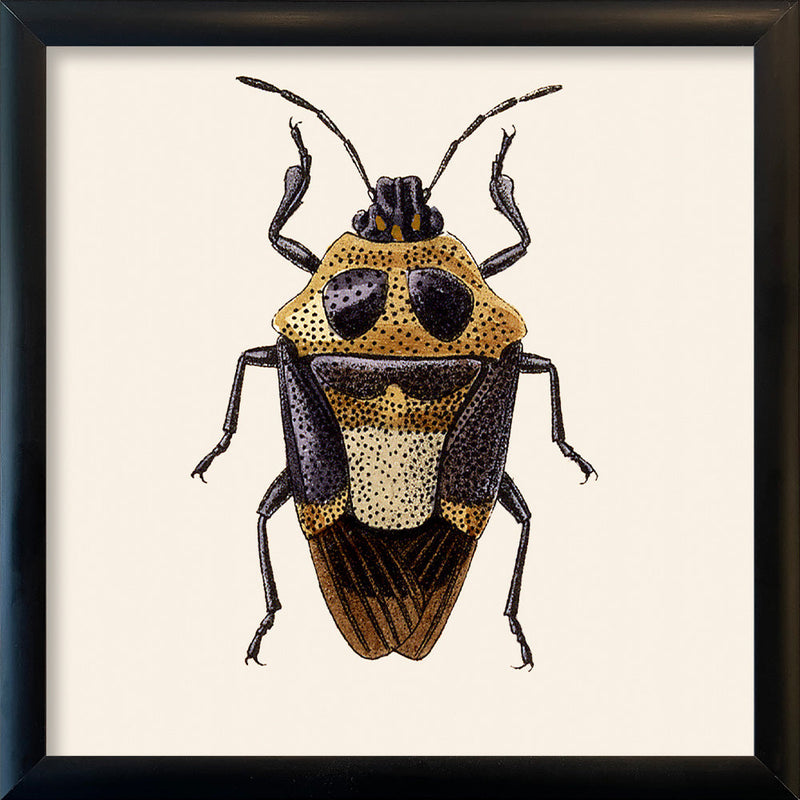 Beetle. Mini Print