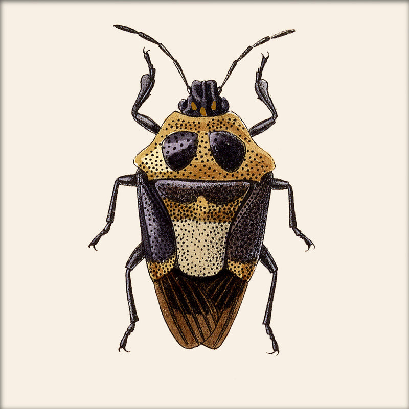 Beetle. Mini Print