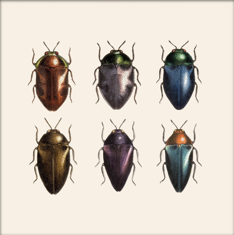 Six Beetles. Mini Print