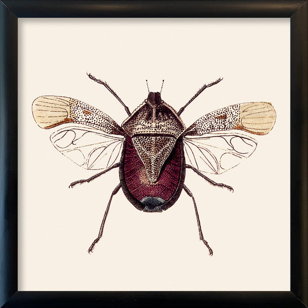Dark Red Insect. Mini Print